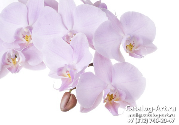 Pink orchids 52
